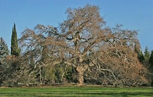 ANNULEE            Concentration du Grand Platane             ANNULEE